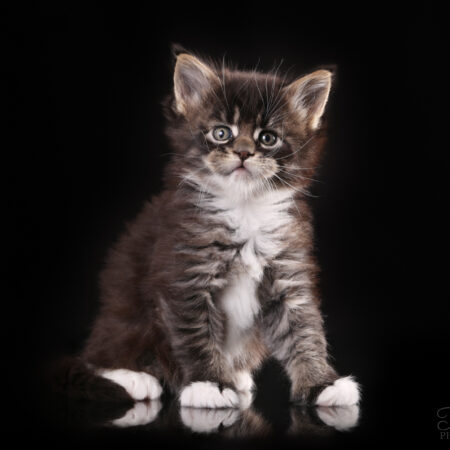 Pentupaketti kissanpennulle